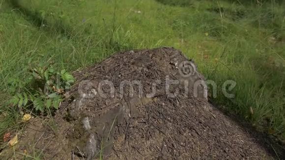 近距离观看石头上的蚂蚁木匠蚂蚁山凤凰团队合作木制表面的黑红蚂蚁视频的预览图