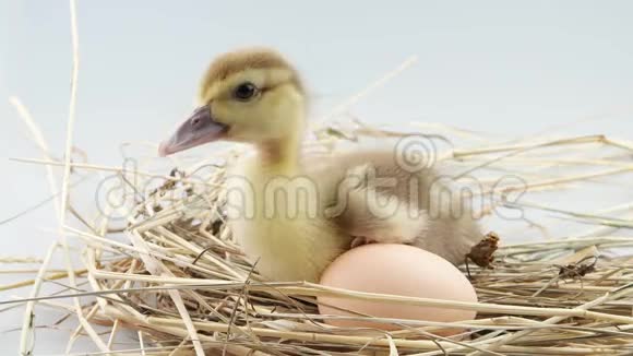 小鸭子坐在窝里的蛋附近尖叫着视频的预览图