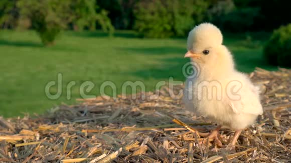 可爱的黄色小鸡波兰小鸡宝宝在金色的夏日阳光下坐在外面的干草堆上视频的预览图