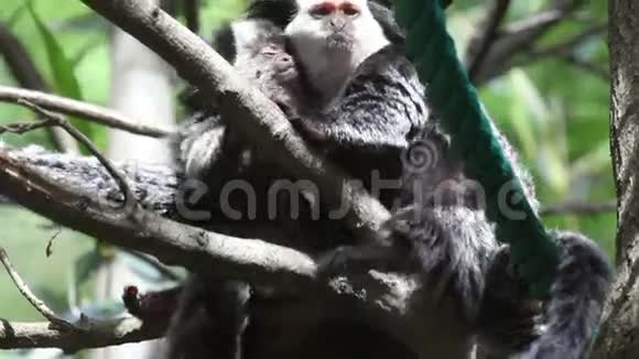 两只猴子一只试图睡觉另一只吃冰视频的预览图
