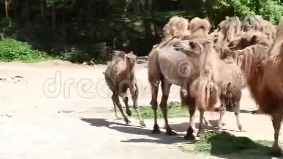 骆驼站着吃东西小骆驼也跟着来视频的预览图