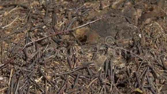 近距离观看石头上的蚂蚁木匠蚂蚁山凤凰团队合作木制表面的黑红蚂蚁视频的预览图