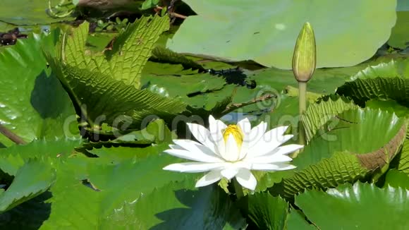 池塘里的白莲花视频的预览图