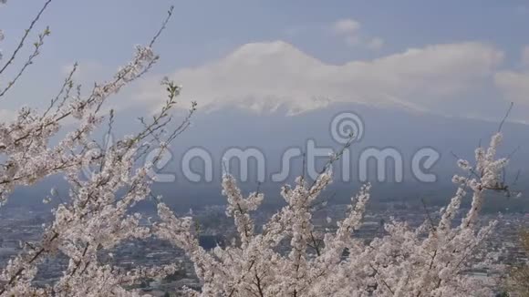 樱花枝随山开富士视频的预览图