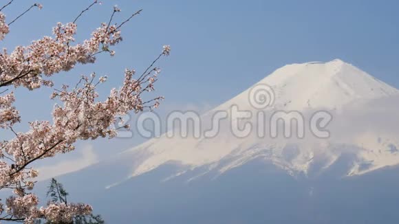 樱花与山春季富士山视频的预览图