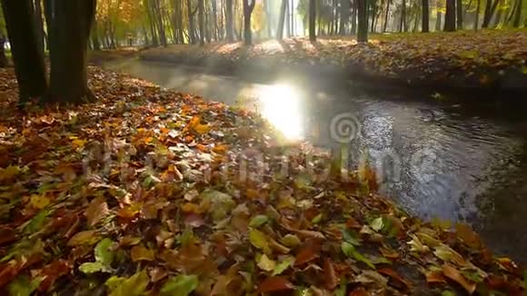 令人惊叹的秋天在托皮尔斯水文公园特诺皮尔市乌克兰欧洲强烈的阳光照射在红色和橙色的叶子上视频的预览图
