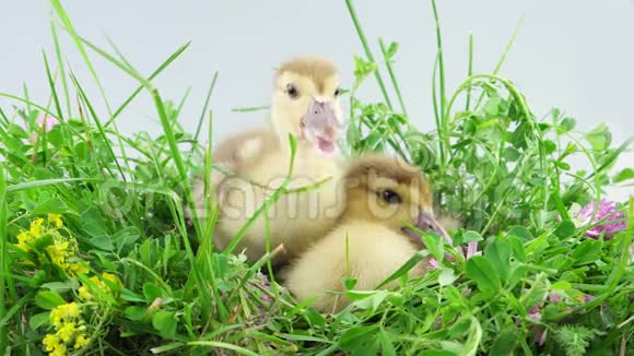 两只在草地上的小鸭子其中一只在吃草视频的预览图