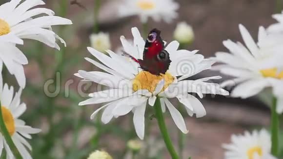 雏菊花上的蝴蝶视频的预览图