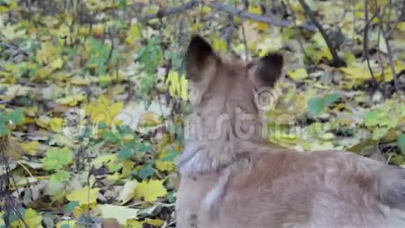 森林里的狗抬头一看然后被抓起来视频的预览图
