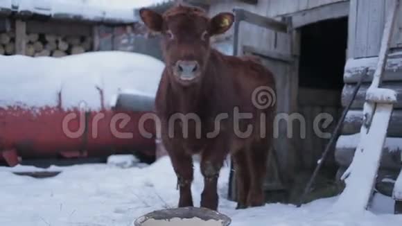 公牛在地上推农场奶牛视频的预览图