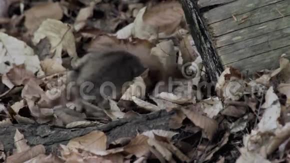 小浣熊爬过森林地板上干燥的叶子视频的预览图