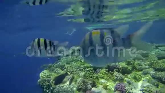 水下拍摄的珊瑚鱼类和人类视频的预览图
