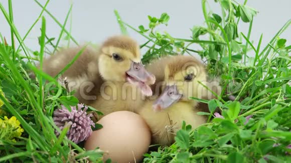 两只小鸭子坐在绿色草地上靠近鸡蛋视频的预览图
