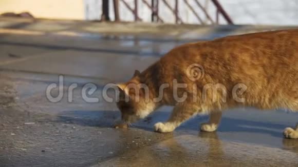 街上的红猫早春在公园里吃食物慢动作视频的预览图