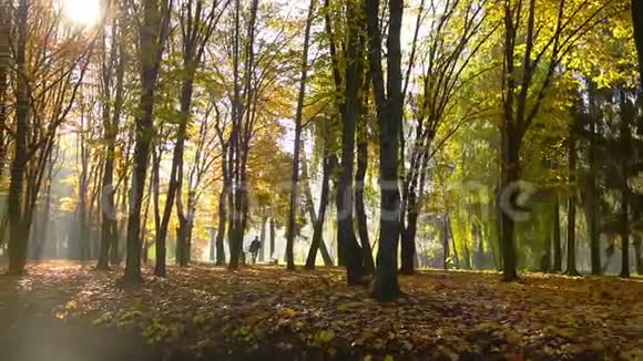 令人惊叹的秋天在托皮尔斯水文公园特诺皮尔市乌克兰欧洲强烈的阳光照射在红色和橙色的叶子上视频的预览图
