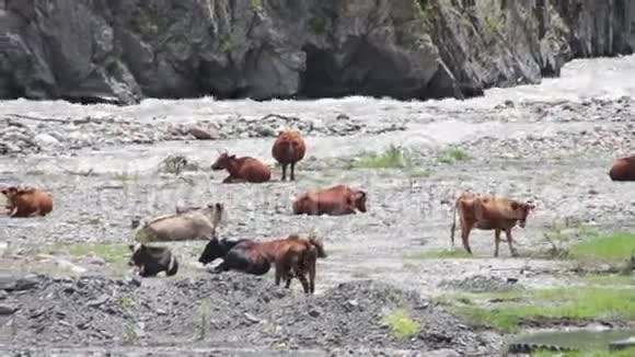 牛在山溪附近的山牧视频的预览图