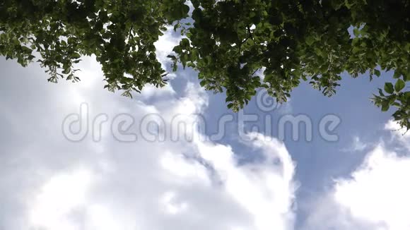树枝在蓝天背景上迎风绽放4K视频的预览图