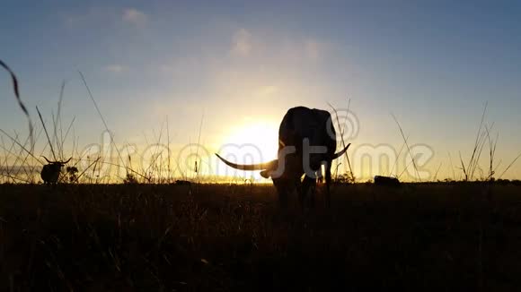 牛农牛农德州龙角日落日出景观视频的预览图