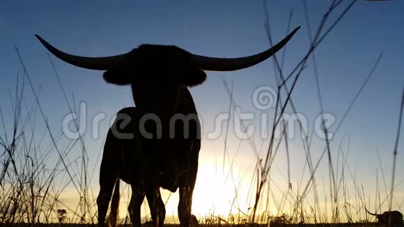 德克萨斯州养牛场龙角日落日出景观视频的预览图