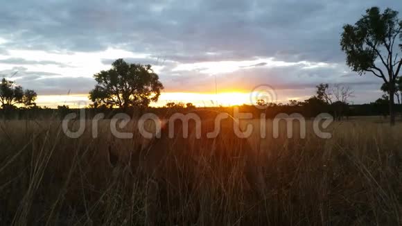 吃袋鼠澳大利亚景观日落日出视频的预览图
