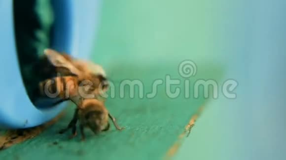 蜜蜂带着花蜜和花粉飞进来降落飞向田野视频的预览图