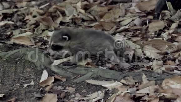 小浣熊爬过森林地板上干燥的叶子视频的预览图