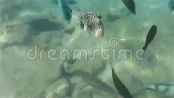 可爱的红海热带鱼视频的预览图