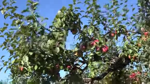 果园成功一年苹果果树收获倾斜下去4K视频的预览图