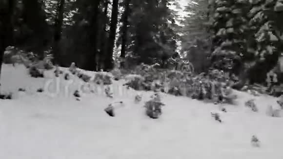 从车上经过树木和地面的雪视频的预览图