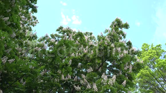蓝色天空背景下的仙人掌树的花4K视频的预览图