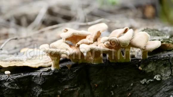 欧洲森林的树桩上生长着蘑菇视频的预览图
