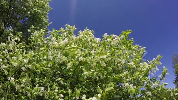 花白的鸟樱桃枝在蓝天背景下摇动慢动作视频的预览图