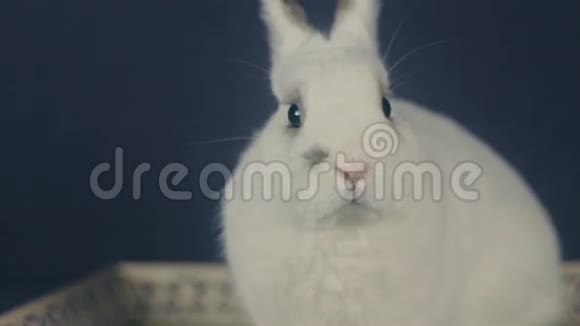 美丽的兔子盯着相机视频的预览图