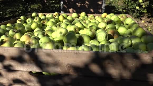 农场果园果树巷子里装满了收获的苹果倾斜起来4K视频的预览图