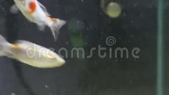 小鱼用气泡在水族馆的水中觅食视频的预览图