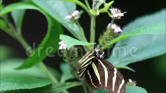 斑马蝴蝶黄黑视频的预览图