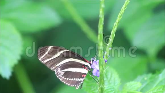 斑马蝴蝶黄黑视频的预览图