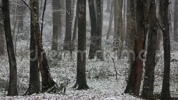 伊斯坦布尔森林中的雪BelgradOrmani视频的预览图