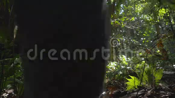 在热带雨林中独自徒步户外探险视频的预览图