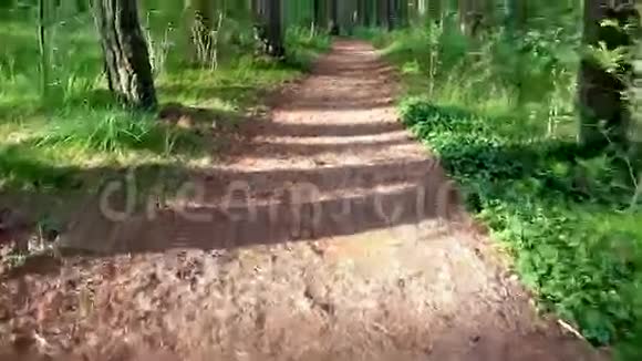 穿过森林小径视频的预览图