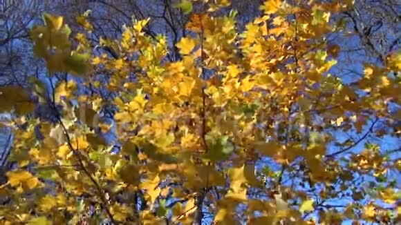 树叶随风摇摆视频的预览图
