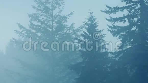 浓雾和雨中的树木视频的预览图