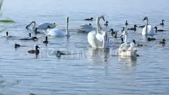天鹅和鸭子在水里游泳视频的预览图