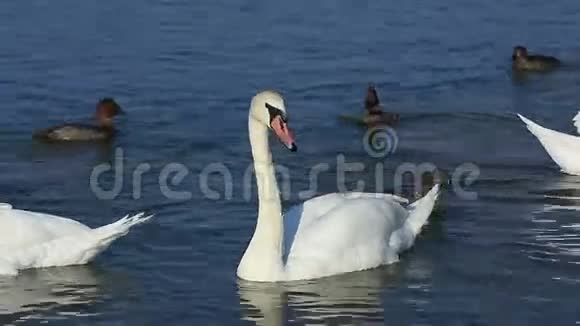 天鹅和鸭子在水里游泳视频的预览图