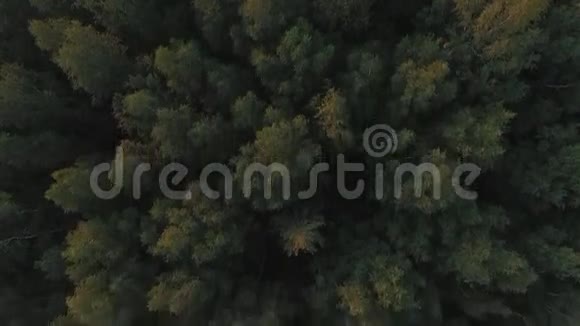 空中观景绿树鸟瞰森林视频的预览图