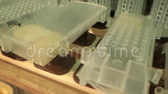 在一个特殊的储物柜中放置有细胞卷架的储物架以供蜂王撤离视频的预览图