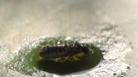 在水上长着一大片的甲酸盐昆虫视频的预览图