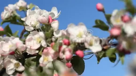 苹果花开晴天春天的心情春天公园里的开花树视频的预览图