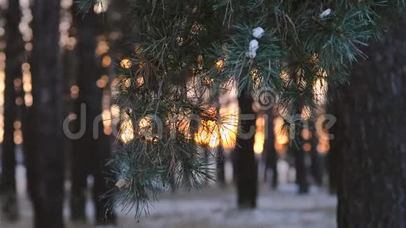 松枝在冬日的阳光下冬林中近处雪覆盖着森林日落时雪花在阳光下闪闪发光视频的预览图