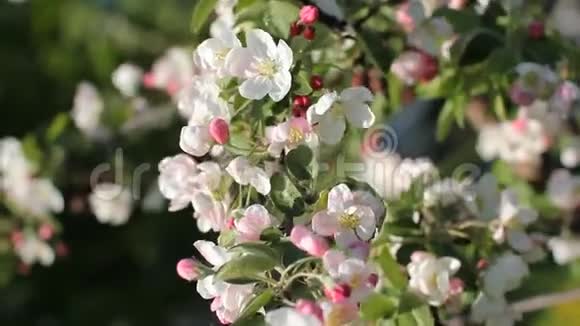 苹果花开晴天春天的心情春天公园里的开花树视频的预览图